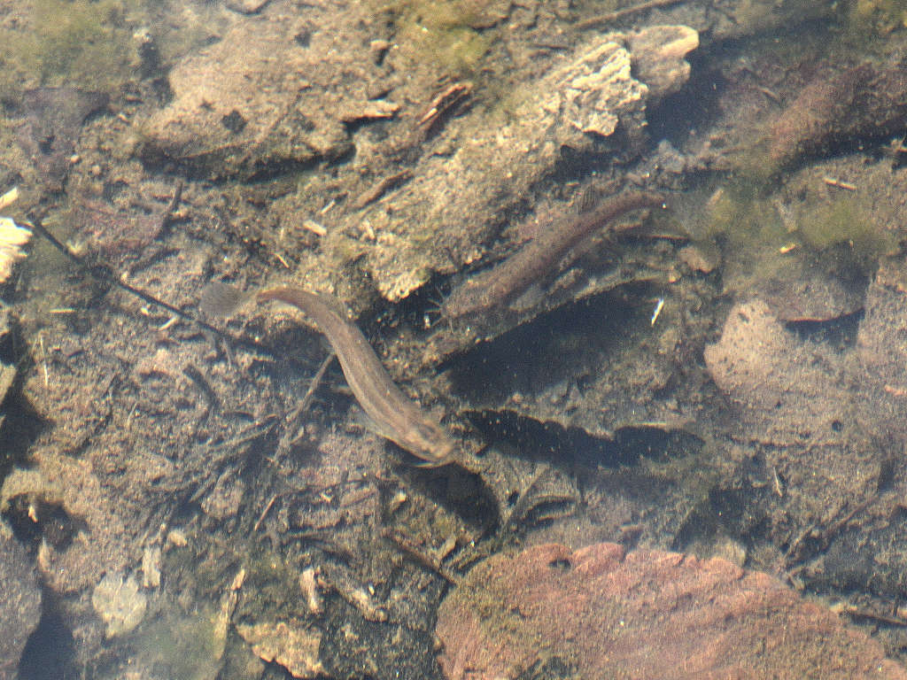 ドジョウ ー杜の都の生き物