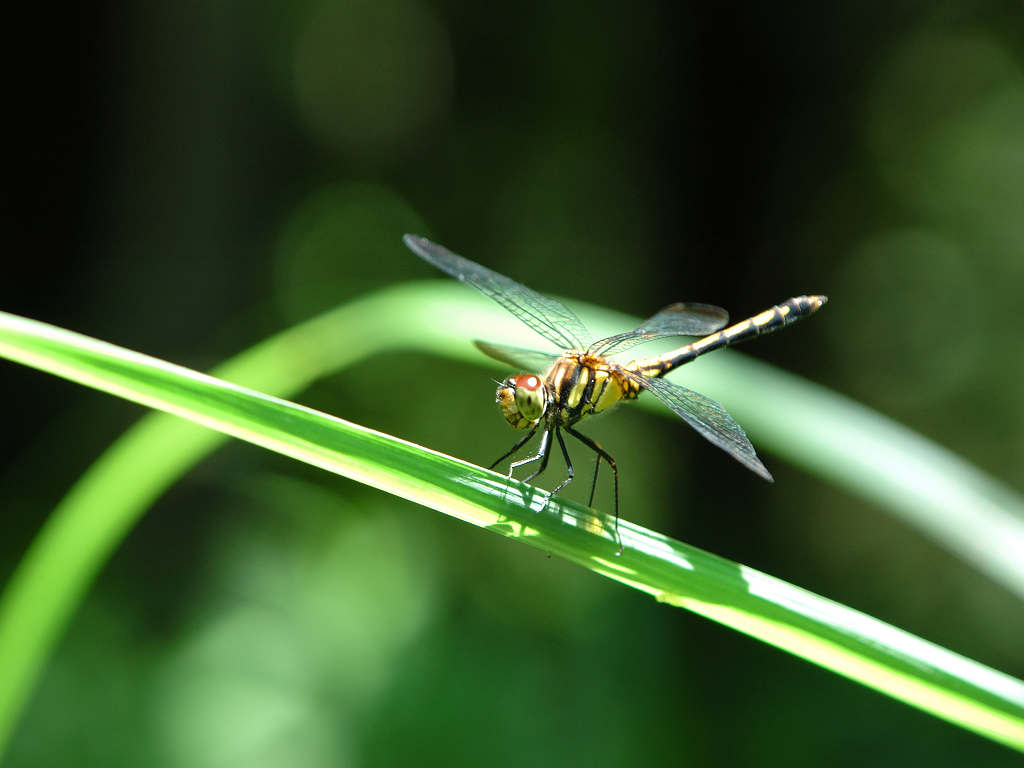 ノシメトンボ 一覧