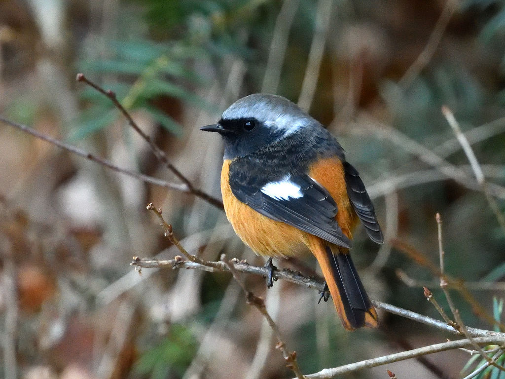 ジョウビタキ 一覧 宮城の野鳥
